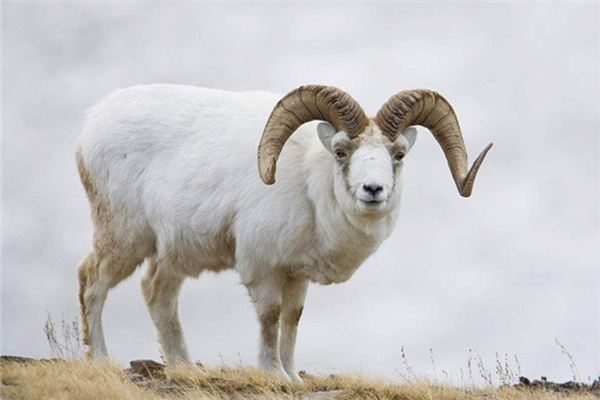 属羊的人2012年运程 2011年属羊人的运程