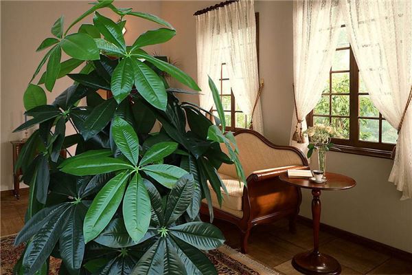 客厅摆放植物风水位置说明 客厅放植物的风水位置