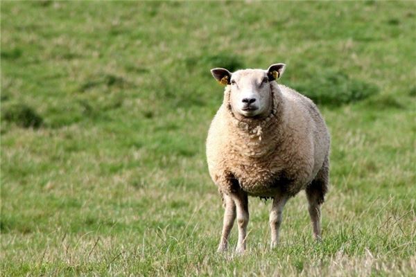 属羊人2021年全年运势 属羊人2021年全年运势详解免费