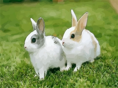 宠物兔子起名大全 兔子宠物名字怎么取