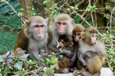 属猴人的婚姻与命运如何 属猴人一生运势如何