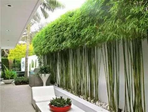 家里的院子适合种竹子吗,庭院竹子种什么竹合适