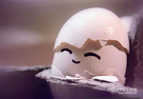 鸡为什么会下软壳蛋薄壳蛋,鸡下软壳蛋怎么办
