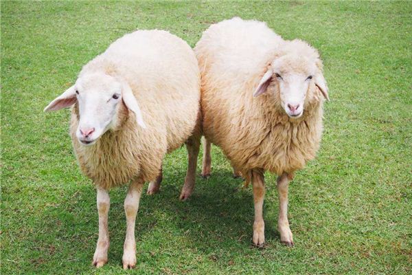 属羊的和什么属相最配,属羊的和什么属相最配婚姻