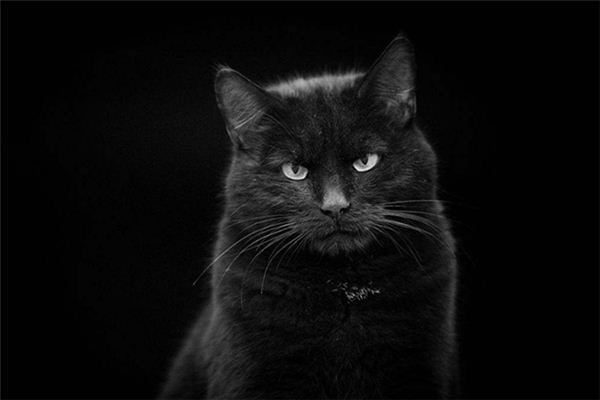 梦见黑猫,梦见黑猫扑向自己