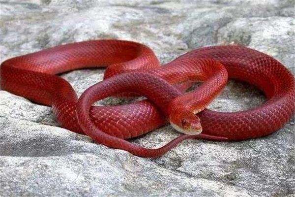 梦见红蛇,梦见红蛇是什么预兆 女性