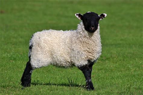生肖羊最怕什么人,生肖羊的晚年生活幸福吗