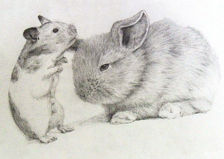 鼠和兔的属相合不合