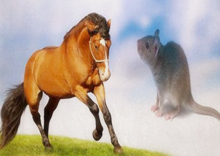鼠和马的属相合不合