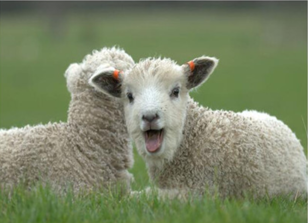 1991年属羊是什么命 1991年属羊的最佳配偶