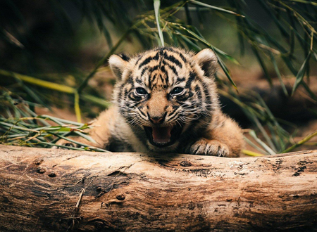 梦见养老虎是什么预兆