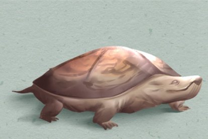 乌龟（420x280）