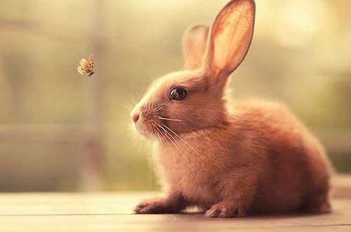 梦见抓兔子是什么预兆 周公解梦梦到抓兔子,梦见抓好多兔子解梦抓兔子