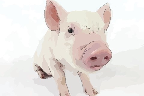 1983年属猪人是什么命 83年出生的属猪人命好吗