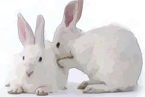 属兔人的优点与缺点 属兔人性格有哪些优缺点