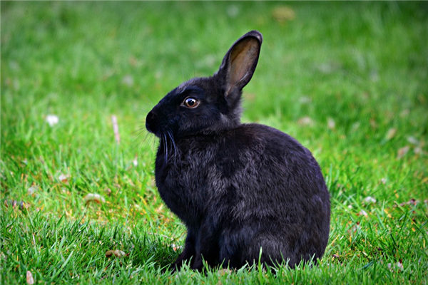 963属兔的是什么命,1963年属兔的属于什么命"