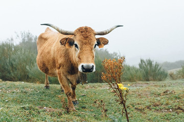 属牛的是什么命,1997年属牛的是什么命