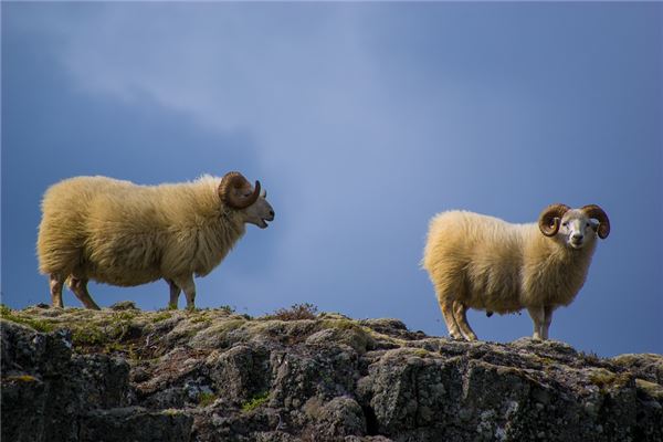 十二生肖中属羊的和什么属相最配排行榜揭秘,十二生肖中羊最配的属相有