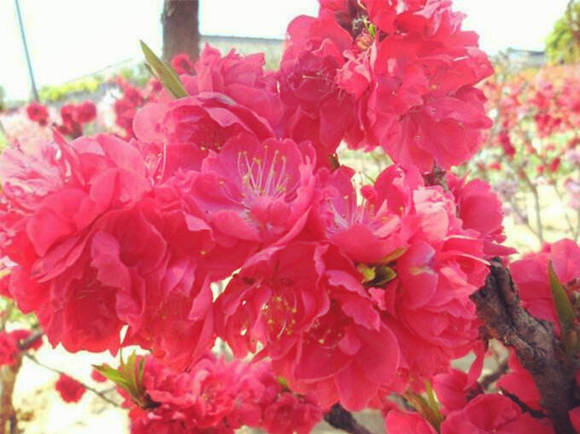 红艳桃花