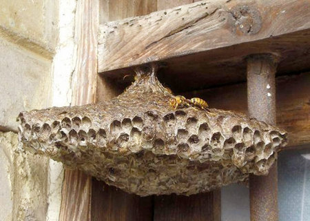 家里有蜜蜂筑巢好不好