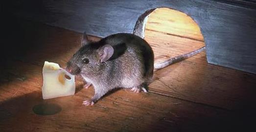 家中老鼠死了有什么迷信吗,家里出现老鼠预示死人是真的吗