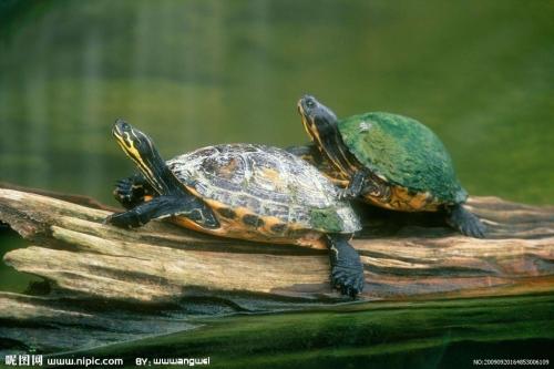 家里养龟風水：乌龟一般养几只吉利,乌龟一般养几只吉利 养龟风水