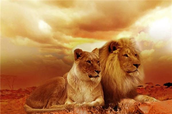 梦见老虎狮子是什么预兆,梦见老虎狮子是什么预兆周公解梦