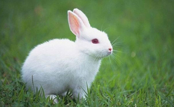 属兔的生在几月最好命,属兔的生在几月最好命男孩