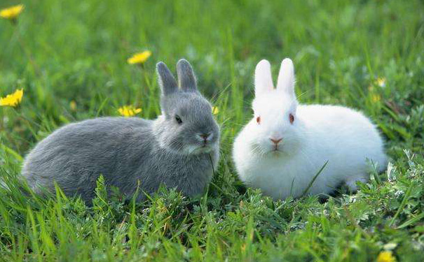 属兔的生在几月最好命,属兔的生在几月最好命男孩