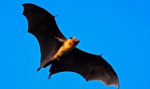 白天蝙蝠飞到家里是什么预兆,白天蝙蝠飞到家里是什么预兆怎么办