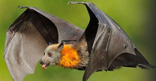 白天蝙蝠飞到家里是什么预兆,白天蝙蝠飞到家里是什么预兆怎么办