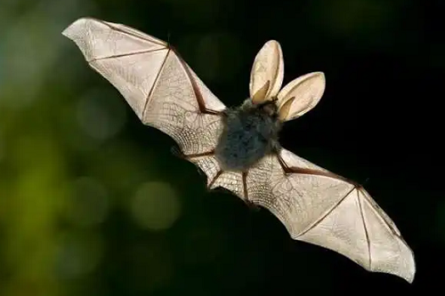 家里进来了蝙蝠飞到家里是什么预兆,有蝙蝠飞进家里是什么预兆