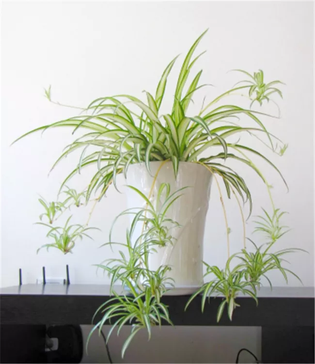 客厅适合摆放的十大植物,客厅适合摆放的十大植物排行