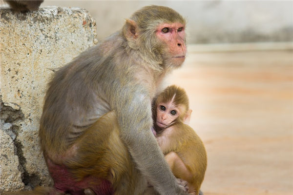 猴属相出生的年份代表的性格,猴属相出生的年份代表的性格是