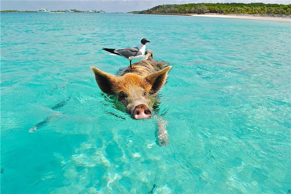 梦到猪游泳会有什么预兆,梦到猪游泳会有什么预兆解梦