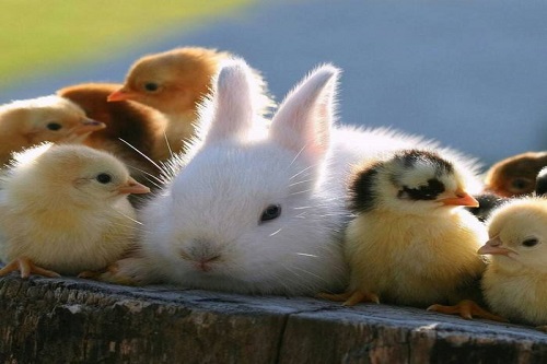 属兔和属鸡相克怎么化解兔和鸡相冲怎么办,属兔跟属鸡相冲怎么办