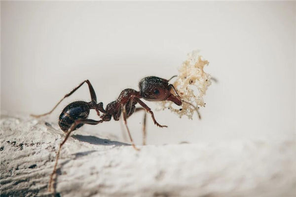 家里有蚂蚁有什么风水影响,家里有蚂蚁的风水是什么预兆