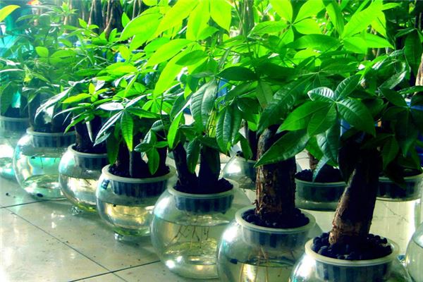 旺财风水植物有哪些,居家风水中最旺财的18种植物