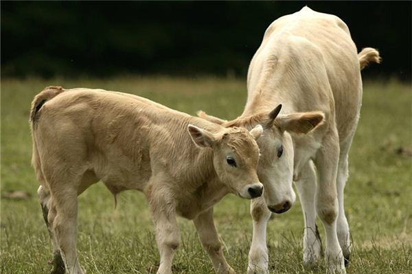 梦见牛犊、小牛,梦见牛犊,小牛受伤