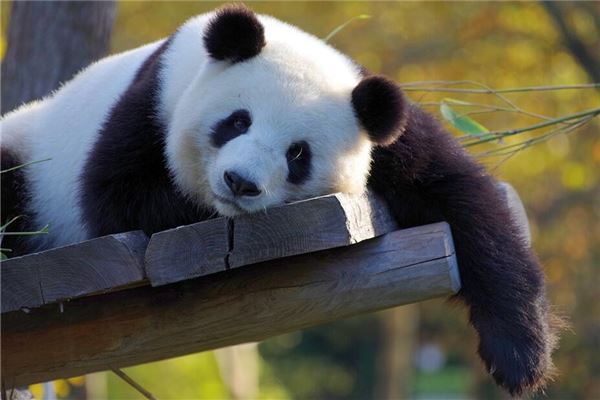 梦见熊猫,梦见熊猫是什么预兆