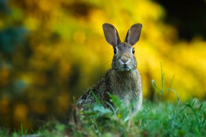 卯是什么生肖,十二生肖里的生肖兔为什么叫卯兔