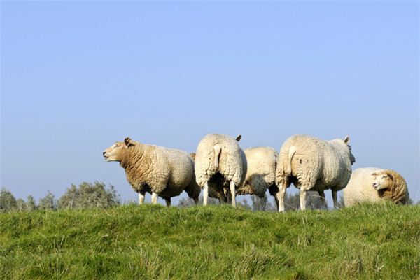 属羊的人是哪些年份出生的21年多大了(属羊的21年多少岁)