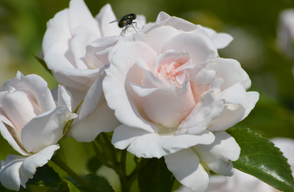 白玫瑰花语是什么意思 白玫瑰花送什么人合适(图文)
