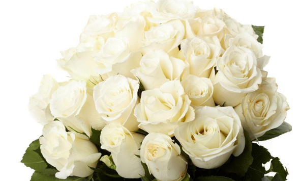 白玫瑰花语是什么意思 白玫瑰花送什么人合适(图文)
