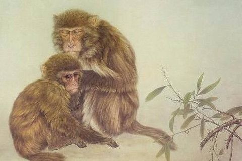 2028年属猴人是什么命什么性格