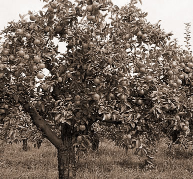 做梦苹果树,梦到苹果树代表什么意思？