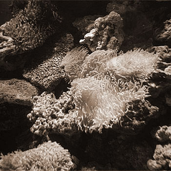 珊瑚礁的作用与功效