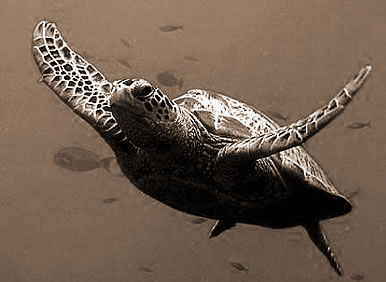 梦见海龟,梦见海龟代表什么意思？