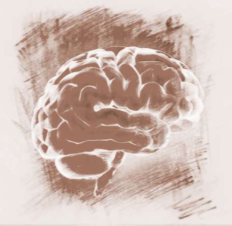 大脑的作用是什么