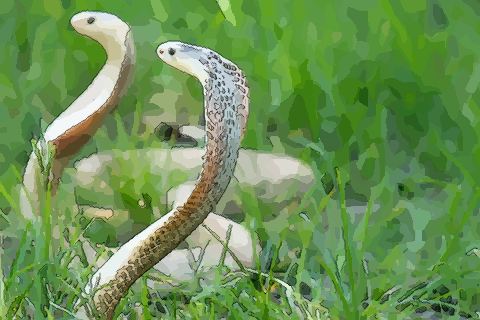 生肖属蛇的最佳配偶有哪些